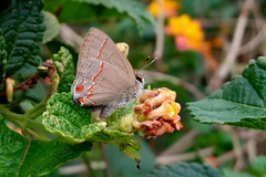 Electrostrymon endymion