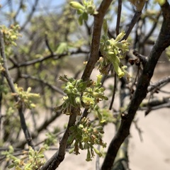 Commiphora angolensis