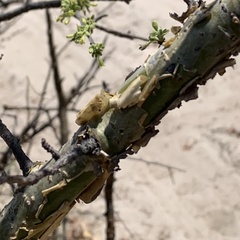 Commiphora angolensis