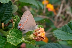 Electrostrymon endymion
