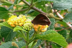 Electrostrymon endymion