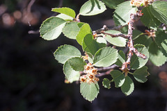Amelanchier utahensis utahensis