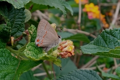 Electrostrymon endymion