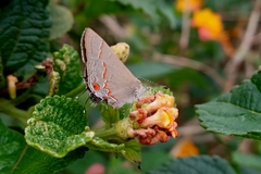 Electrostrymon endymion