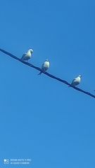 Chroicocephalus ridibundus