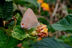 Electrostrymon endymion