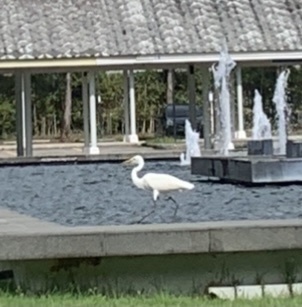Great Egret