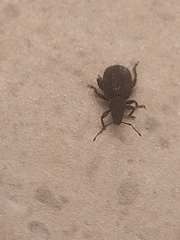 Otiorhynchus rugosostriatus