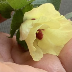 Gossypium herbaceum