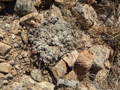 Eriogonum kennedyi austromontanum