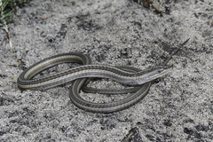 Cape Snake Lizard photo 5
