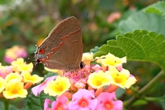 Electrostrymon endymion