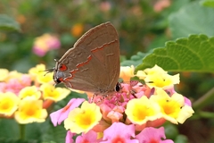 Electrostrymon endymion