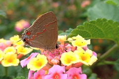 Electrostrymon endymion