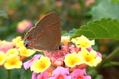 Electrostrymon endymion