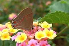 Electrostrymon endymion