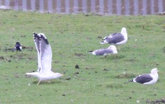 Larus fuscus
