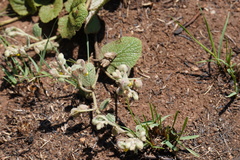 Hermannia grandistipula