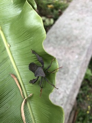 Pseudomictis distinctus