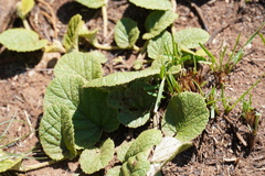 Hermannia grandistipula