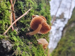 Crepidotus
