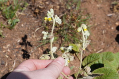Hermannia grandistipula