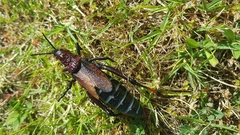 Dictyophorus