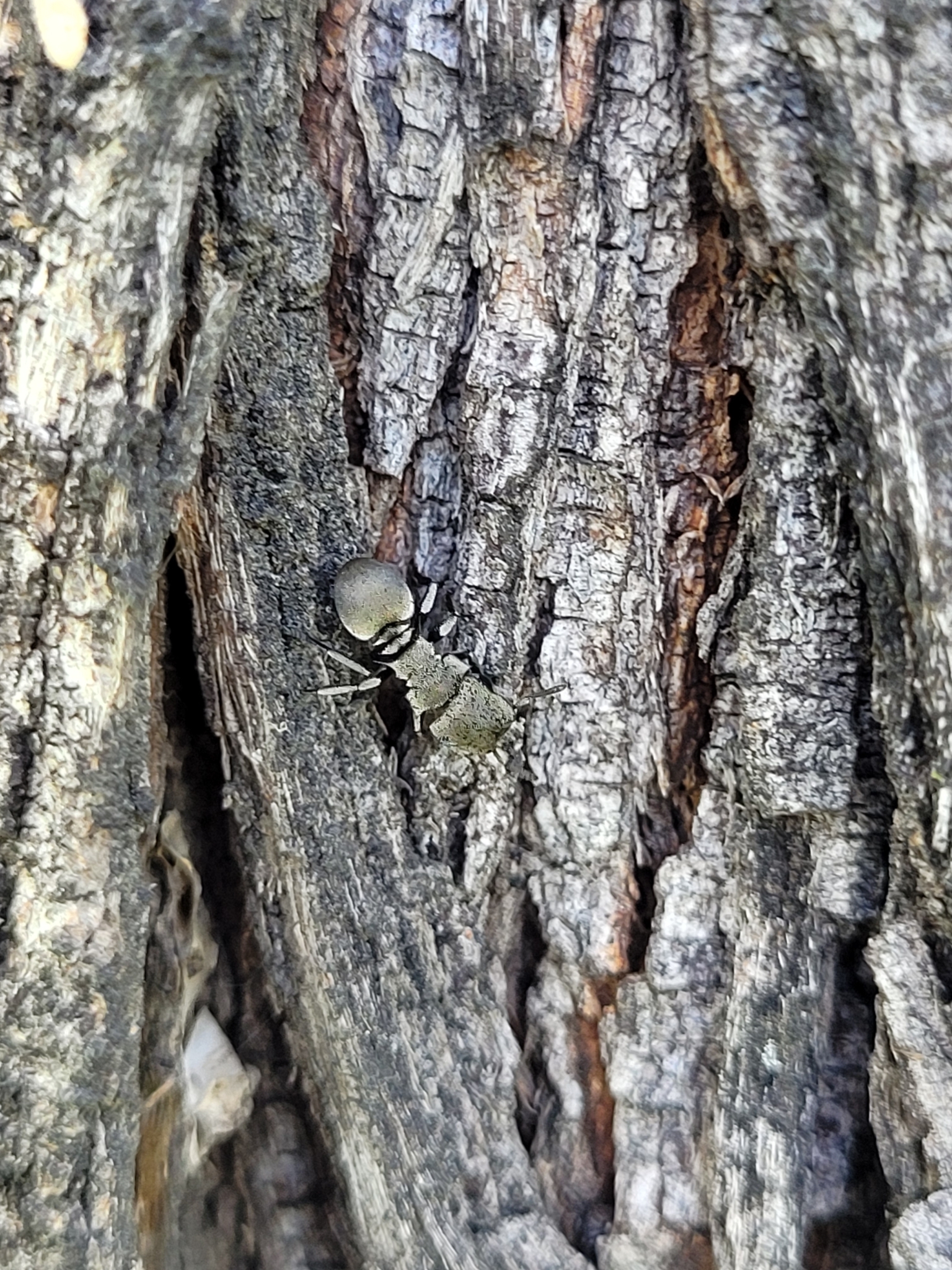 Cephalotes inca