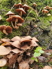 Crepidotus