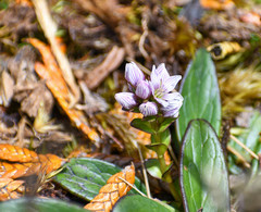 Gentianella nummulariifolia