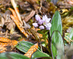Gentianella nummulariifolia