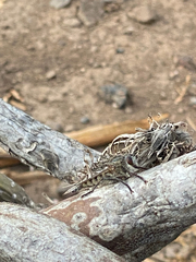 Promachus vexator