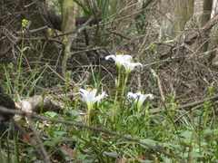 Zephyranthes atamasco