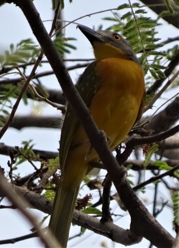 Grey-headed Bushshrike