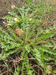 Taraxacum officinale