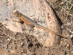 Uta stansburiana stansburiana