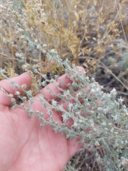 Artemisia frigida