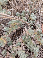 Artemisia frigida