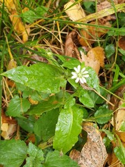 Stellaria aquatica