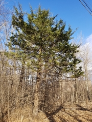 Juniperus virginiana