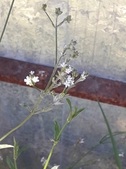 Verbena montevidensis