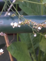 Verbena montevidensis