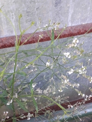 Verbena montevidensis