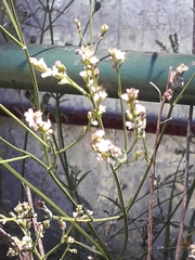 Verbena montevidensis