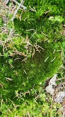 Campylopus flexuosus
