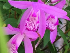 Bletilla striata