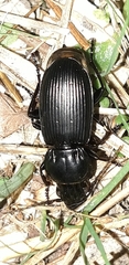 Pterostichus melas
