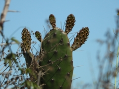 Opuntia bonaerensis