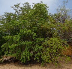 Diospyros mespiliformis