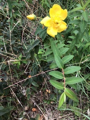 Hypericum × hidcoteense